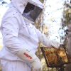 Conjunto de proteção para apicultor Sayro - API 200 / 250